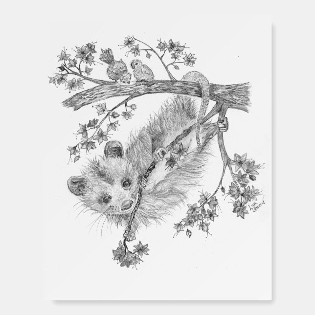 Young Oppossum in Tree - Foam Boards (Front)