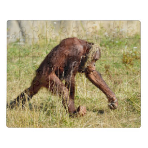 Young orangutan walking on grass jigsaw puzzle