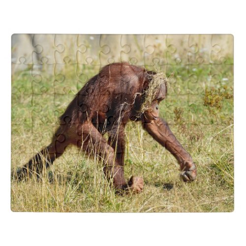Young orangutan walking on grass  jigsaw puzzle