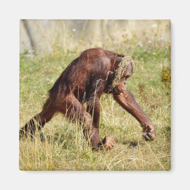 Young orangutan walking on grass    magnet (Front)