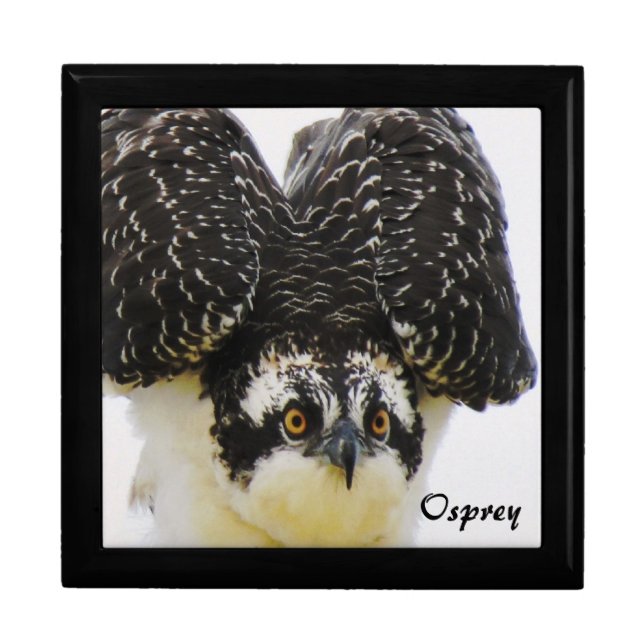 Young Osprey Gift Box (Front)