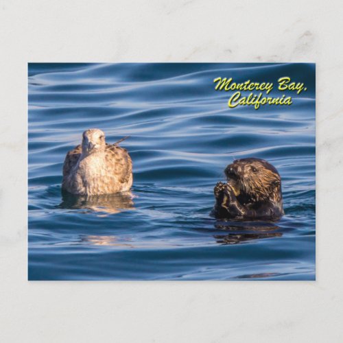Young Otter_Monterey Bay California Postcard