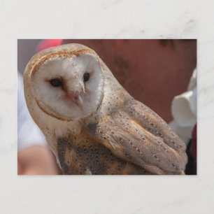 Young Owl Postcard