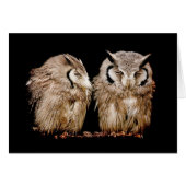 Young Owlets (Front Horizontal)