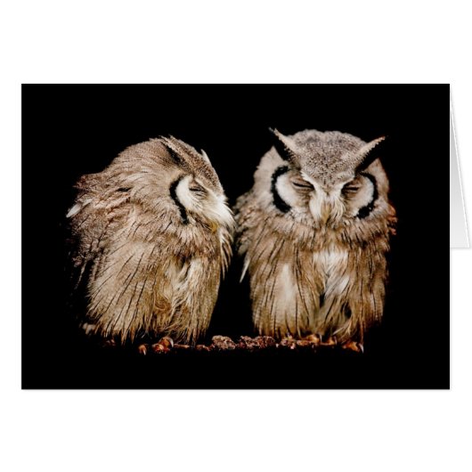 Young Owlets Cards (Front Horizontal)