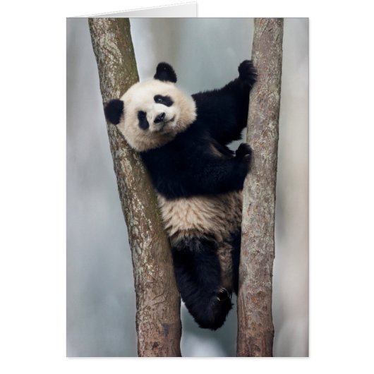 Young Panda climbing a tree, China Cards (Front)