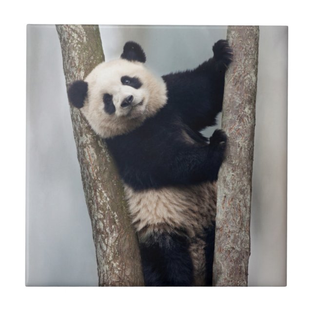 Young Panda climbing a tree, China Ceramic Tile (Front)