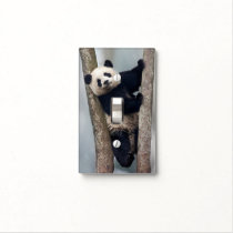 Young Panda climbing a tree, China Light Switch Cover