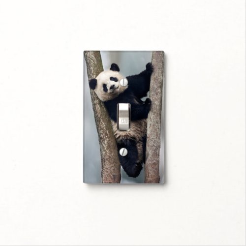 Young Panda climbing a tree China Light Switch Cover