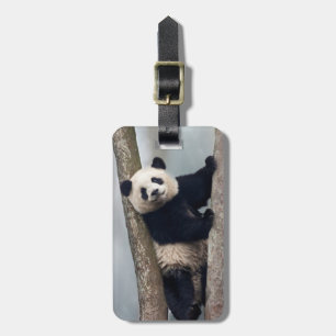 Young Panda climbing a tree, China Luggage Tag