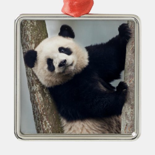 Young Panda climbing a tree China Metal Ornament