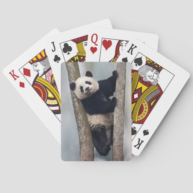 Young Panda climbing a tree, China Poker Cards (Back)