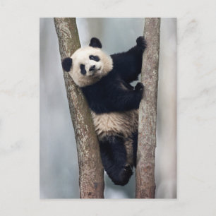 Young Panda climbing a tree, China Postcard