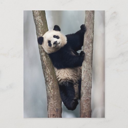 Young Panda climbing a tree China Postcard
