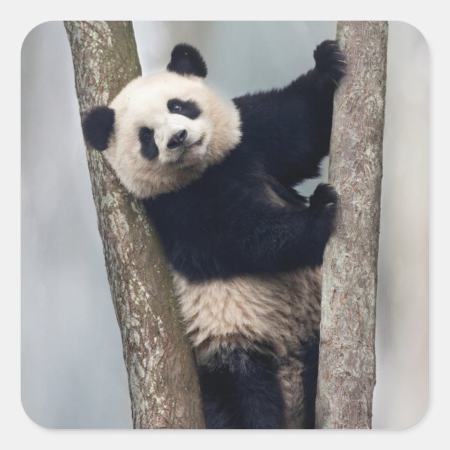 Young Panda climbing a tree, China Square Sticker (Front)