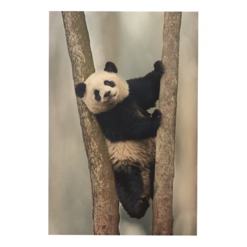 Young Panda climbing a tree China Wood Wall Art