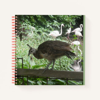 Young Peacock with Flamingos Notebook