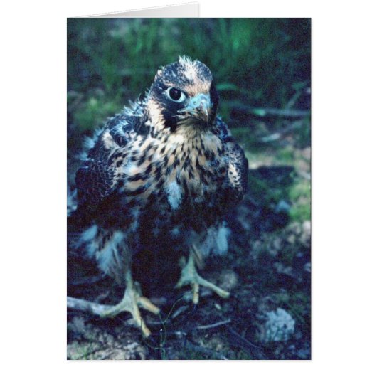 Young Peregrine Cards (Front)