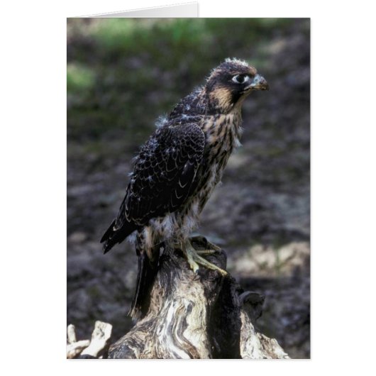 Young Peregrine Falcon Cards (Front)