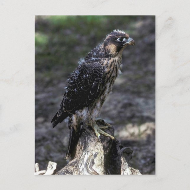 Young Peregrine Falcon Postcard (Front)