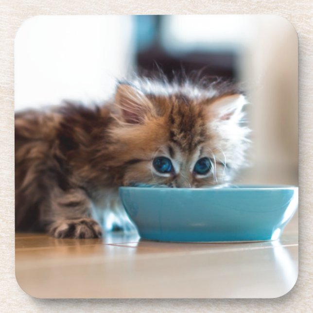 Young Persian Kitten Drink Coaster (Front)