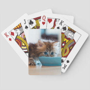 Young Persian Kitten Poker Cards