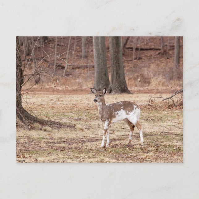 Young piebald deer holiday postcard (Front)