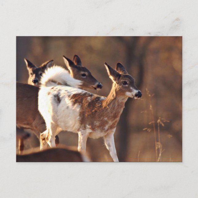 Young piebald deer postcard (Front)