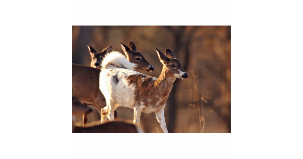 young piebald deer statuette zazzle com create your own party invitations