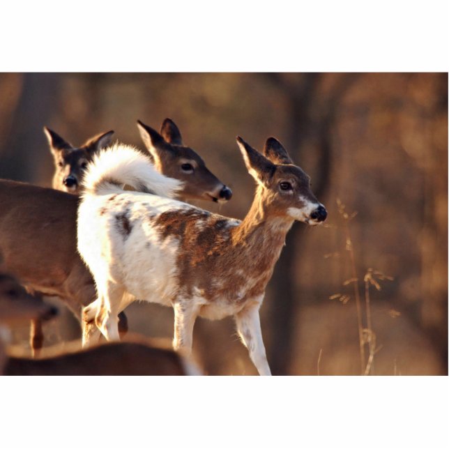 Young piebald deer statuette (Front)