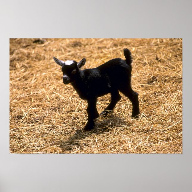 Young Pigmy Goat Poster (Front)
