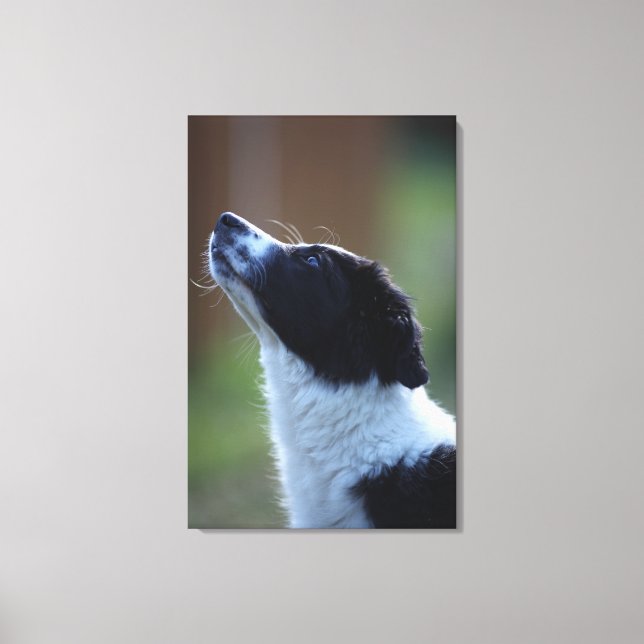 young pup Border Collie Canvas Print (Front)