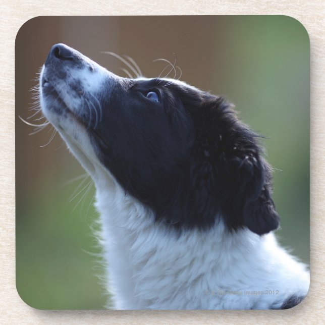 young pup Border Collie Coaster (Front)