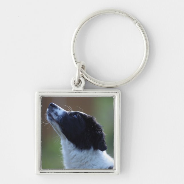 young pup Border Collie Keychain (Front)