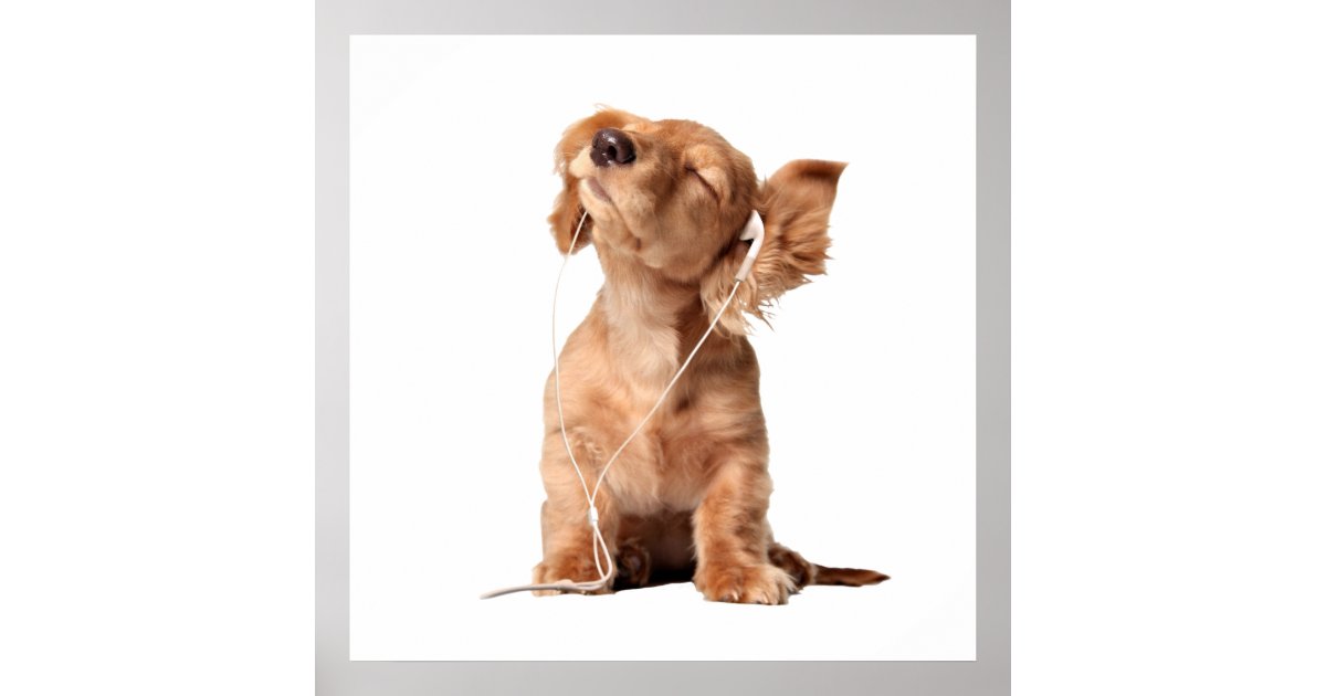 Young Puppy Listening to Music on Headphones Poster | Zazzle.com