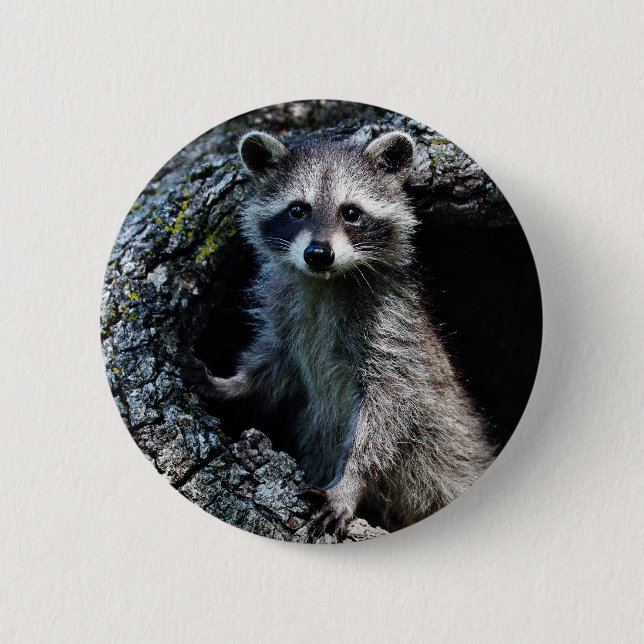 Young Raccoon Button (Front)