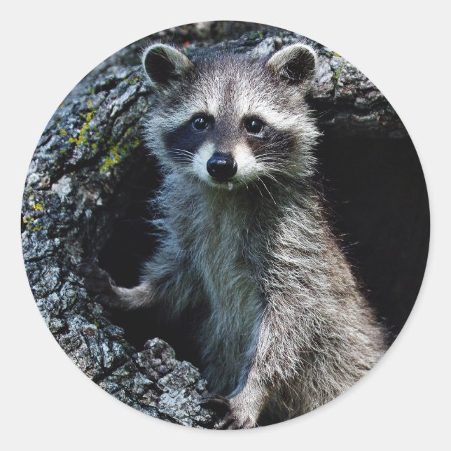 Young Raccoon Classic Round Sticker (Front)