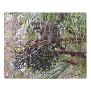 Young Raccoon Eating Berries Acrylic Puzzle