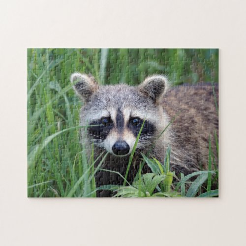 Young Raccoon in Grass Shy Animal Jigsaw Puzzle