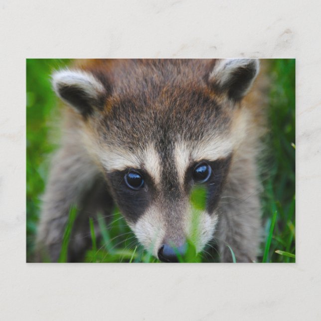 Young Raccoon in the grass Postcard (Front)