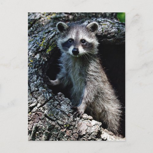 Young Raccoon Postcard