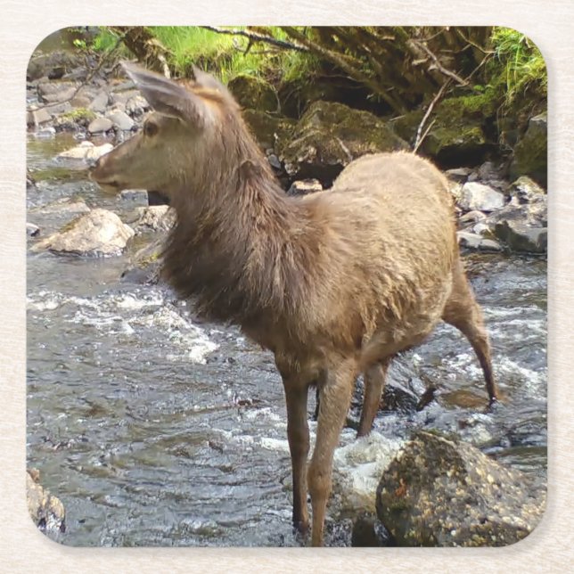 Young Red Deer on River  Square Paper Coaster (Front)