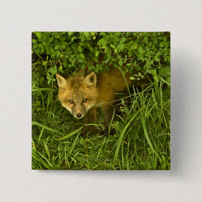 Young Red Fox coming out from hiding in bushes Button (Front)
