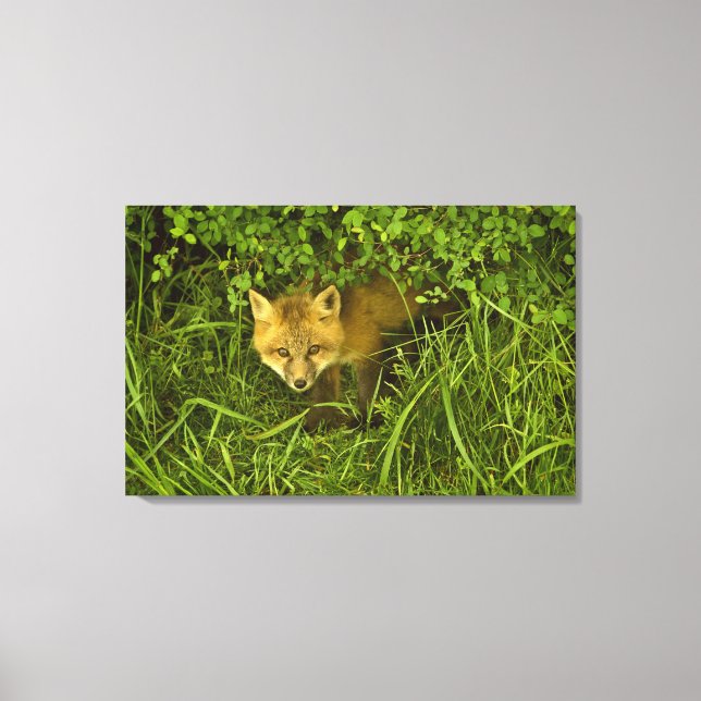 Young Red Fox coming out from hiding in bushes Canvas Print (Front)