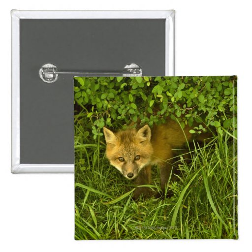 Young Red Fox coming out from hiding in bushes Pin | Zazzle