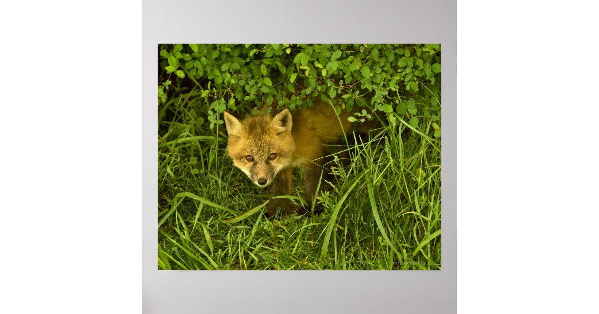 Young Red Fox coming out from hiding in bushes Poster | Zazzle
