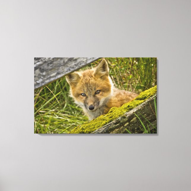 Young Red Fox looking through fence on San Juan Canvas Print (Front)