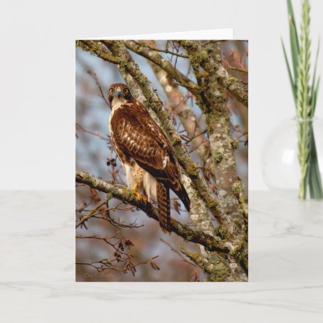Young Red-tailed Hawk  Thank You Card (Front)