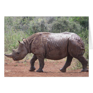 Young Rhino Cards