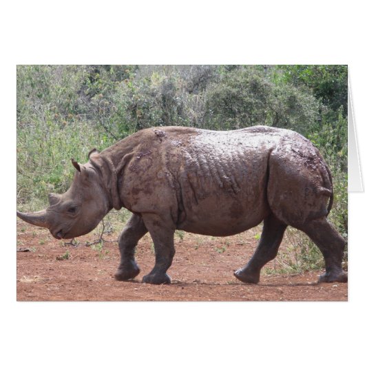 Young Rhino Cards (Front Horizontal)
